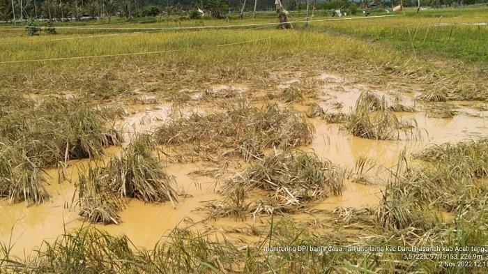Penampakan lokasi tanaman padi yang terendam banjir di Aceh Tenggara, Jumat (4/11/2022)