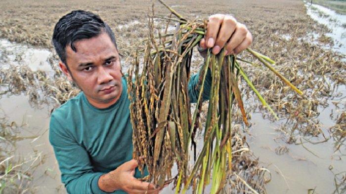 Petani menunjukkan padi miliknya yang sudah busuk jelang masa panen akibat terendam banjir di Desa Meunje, Aceh Utara, Kamis (13/10/2022). Data Dinas Pertanian dan Pangan setempat menyebutkan, banjir besar yang melanda merendam 4.901 hektare sawah 259 hektar padi siap panen dipastikan puso sehingga petani gagal panen.