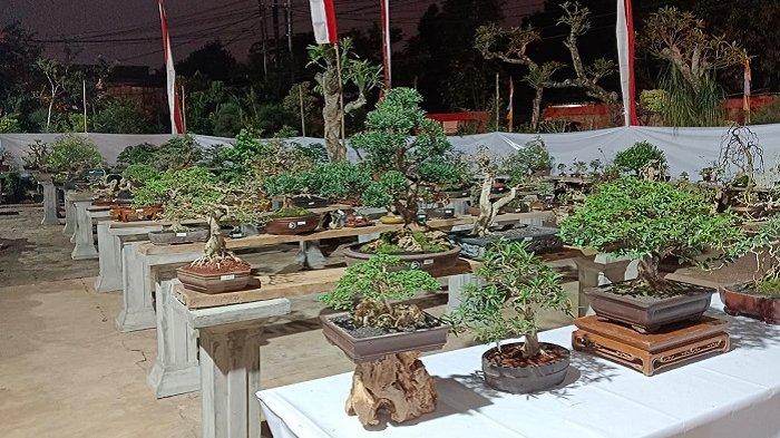 Paguyuban Bonsai Tunggak Semi (PBTS) menggelar kegiatan Halal Bihalal Pecinta Bonsai hingga Senin (16/5/2022) mendatang dengan tema Jemur Bareng dan Pameran Bonsai (Jembar 1 PBTS), di Sanggar Putra Muria, Kelurahan Jatirangga, Kecamatan Jatisampurna.