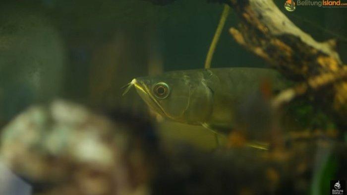 Biota laut, yakni ikan arwana yang ada di Tebat Rasau
