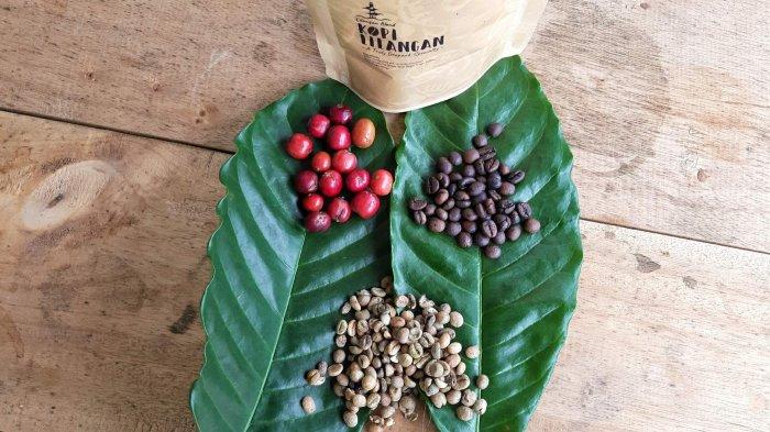 Biji kopi hasil perkebunan kopi di Desa Lilangan Kecamatan Gantung, Belitung Timur, Senin (28/10/2019)