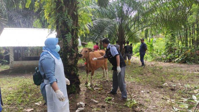 Petugas dokter hewan dari Dinas Pertanian Kabupaten Bengkulu Selatan, sedang mengambil sampel dari ternak warga Desa Nanjungan Kecamatan Pino Raya yang miliki gejala yang sama dengan wabah PMK