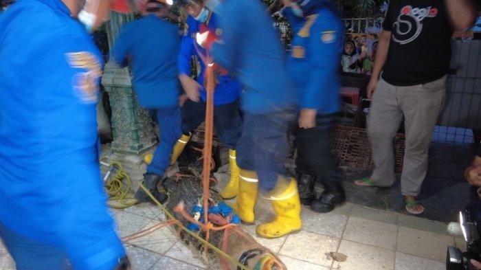 Petugas Dinas Damkar Kota Depok evakuasi buaya muara dari pekarangan rumah warga di kawasan Cimanggis.