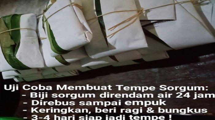 Cara membuat tempe dari Sorgum. Caranya sama dengan membuat tempe dari kedelai.