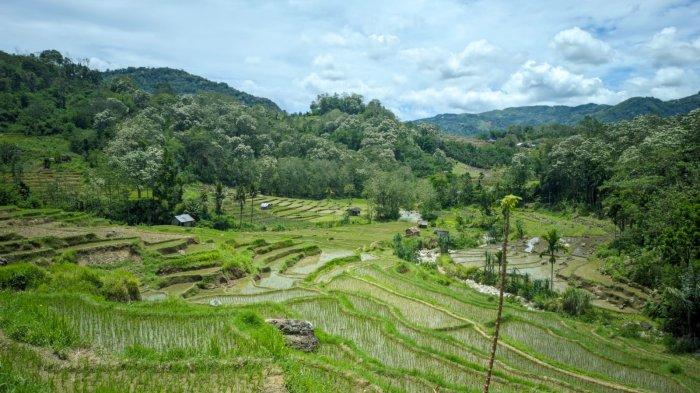 Sawah terasering di bawah kaki air terjun Cunca Lega