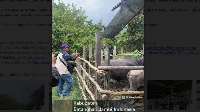 Petugas Puskeswan sedang melakukan pengobatan terhadap kerbau yang terpapar penyakit ngorok.