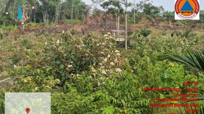 Lahan sawit seluas satu hektar di Desa Sungai Puar Kecamatan Mersam Batanghari, Jambi terbakar pada Kamis (12/8/2022)