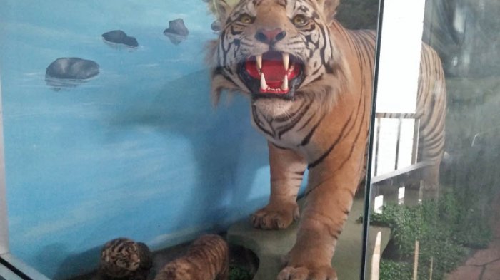 Offset harimau di Museum Zoologi Taman Rimba, Kota Jambi, Senin (11/7)
