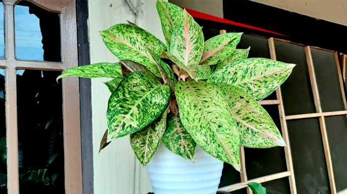 Cara menyiram aglonema yang tepat