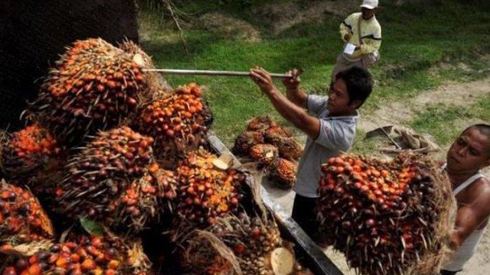 Ilustrasi Harga TBS Kelapa Sawit di Provinsi Jambi Terbaru