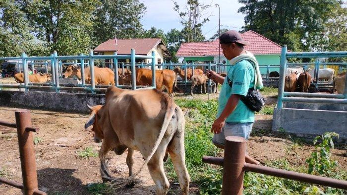 Pasar Ternak Muara Bulian.
