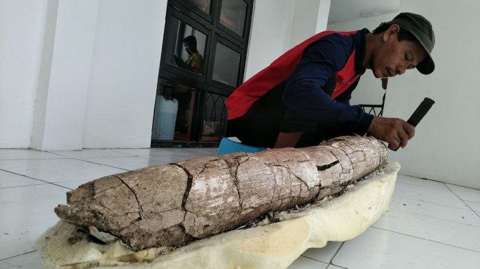 Pengelola Museum Purbakala Patiayam Kudus, Jamin?, menunjukkan gading gajah purban sepanjang 2,5 meter yang ditemukan di sekitar Situs Patiayam, Desa Terban, Kecamatan Jekulo, Kabupaten Kudus, saat berada di Museum Purbakala Patiayam Kudus, Kamis (18/8/2022).
