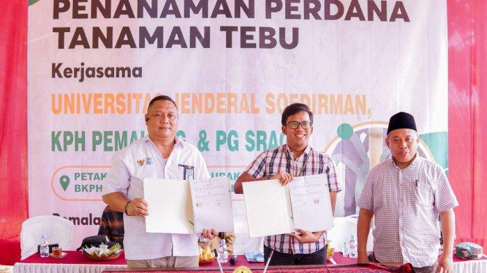Rektor Unsoed Lakukan Penanaman Perdana Tebu di Pemalang