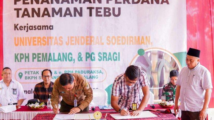 Rektor Unsoed Lakukan Penanaman Perdana Tebu di Pemalang