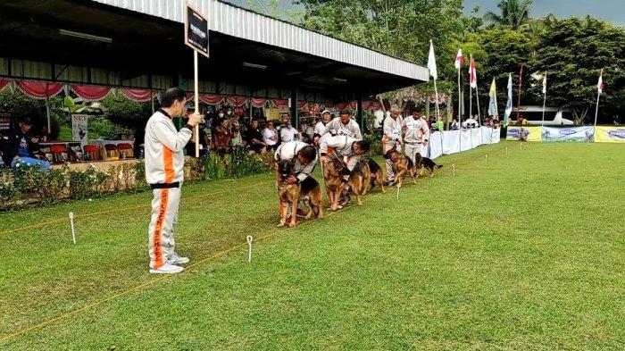 Anjing Gembala Jerman atau Herder Trah German Shepherd saat mengikuti kontes yang digelar oleh IGSC di Lapangan Von Der Alexander Desa Tegalwaton Kecamatan Tengaran Kabupaten Semarang, Rabu (30/11/2022).