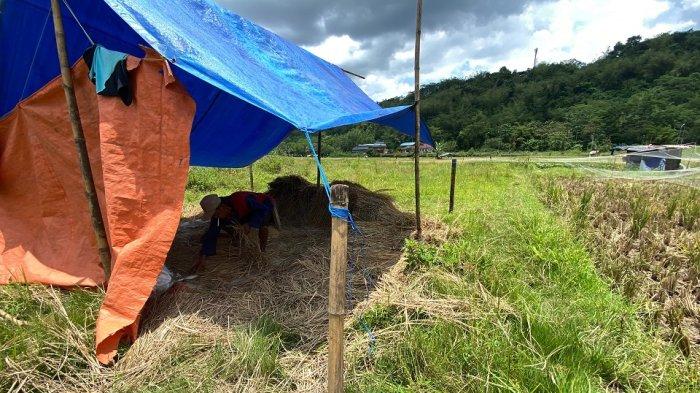 Petani di Desa Sidomulyo, Kecamatan Ungaran Timur, Kabupaten Semarang merontokkan bulir padi seusai panen, Rabu (12/10/2022).