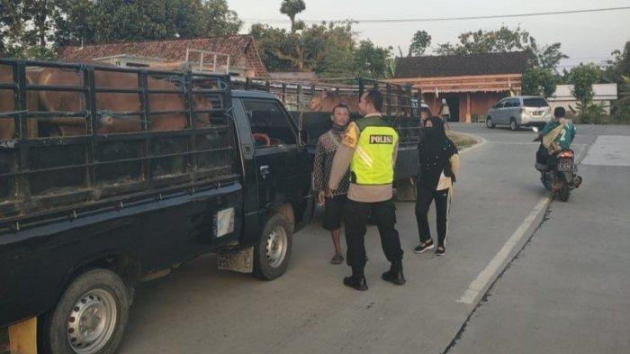 Petugas gabungan saat mengecek ternak sapi yang masuk wilayah kecamatan Kradenan Kabupaten Blora, Rabu 24 Agustus 2022.