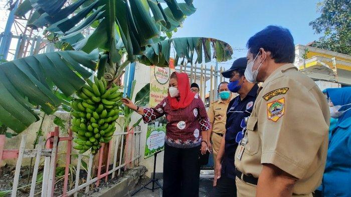 Wakil Wali Kota Semarang, Hevearita Gunaryanti Rahayu bersama DMI Kota Semarang dan jajaran pemangku wilayah memanen pisang Cavendish di Kelurahan Pedurungan Tengah, Senin (25/7/2022).