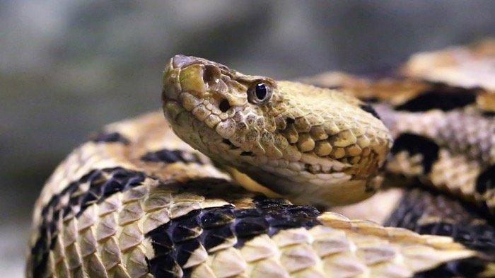 5 MIMPI Ular Derik, Ular Berbisa Menurut Primbon Jawa, Apakah Pertanda Buruk?