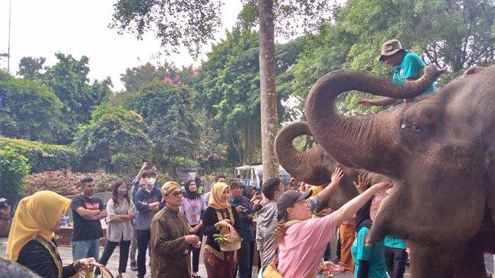 Pengunjung saat memberikan makanan kepada gajah saat dilakukan penyambutan di area utama pintu masuk Candi Borobudur, Minggu (01/01/2023)