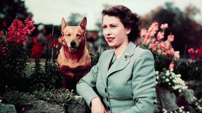 Silsilah Corgi si Anjing Kerajaan Kesayangan Ratu Elizabeth II, Pelipur Lara Sejak Tahun 1933