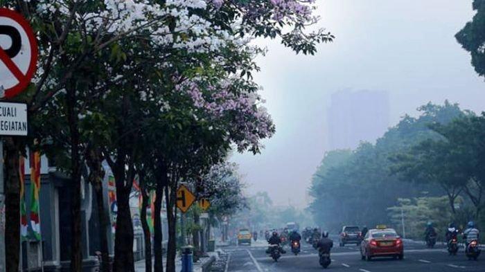 Bunga Tabebuya bermekaran di awal musim hujan. Pohon romantis ini ditanam di sejumlah jalan utama protokol Kota Surabaya