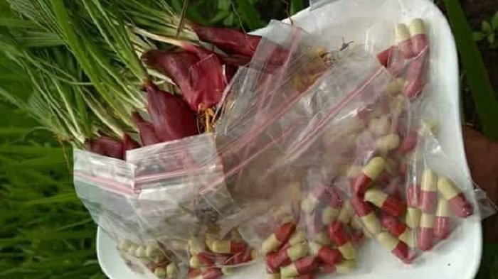 Bawang dayak atau yang dikenal bawang hantu atau bawang kucai, bisa ditemukan di Kalimantan Tengah.