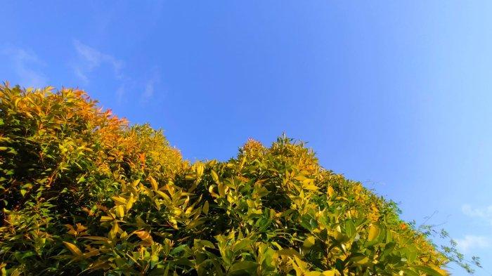 Langit biru dan rindanganya alam Gala Puncak, Kalimantan Timur. Memberi kenyamanan dan keindahan lingkungan.