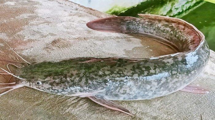 ILUSTRASI Ikan lele Gala Puncak yang merupakan hewan yang mudah dipelihara.