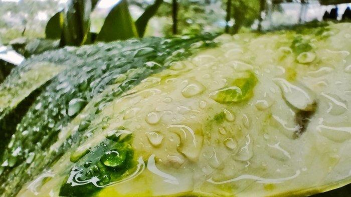 Bulir air menempel pada daun sirih gading Gala Puncak, Kelurahan Graha Indah, Kecamatan Balikpapan Utara, Kota Balikpapan, Kalimantan Timur pada Jumat 18 November 2022. Sejak dini hari dan pagi hari daerah Gala Puncak diguyur hujan. TRIBUNKALTIM.CO/BUDI SUSILO