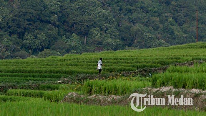 Warga melintasi persawahan di Desa Meat, Kecamatan Tampahan, Kabupaten Toba, Sumatera Utara, Kamis (9/6/2022). Desa Meat memiliki pesona alam yang indah, letak persawahan tepat di pinggir Danau Toba dan warga memiliki keahlian membuat kerajinan kain ulos khas Batak.