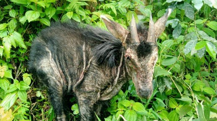 Seekor kambing hutan sumatera masuk ke pemukiman warga Dusun Perteguhan, Desa Telagah. Kecamatan Sei Bingai, Kabupaten Langkat, Sumatera Utara, Senin (11/7/2022).