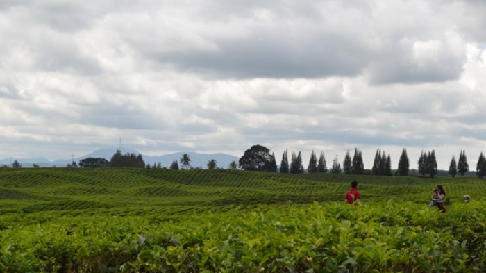 Kebun Teh Sidamanik
