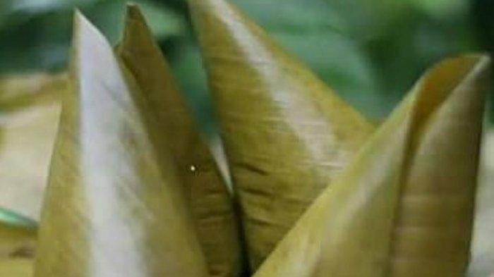 Lappet