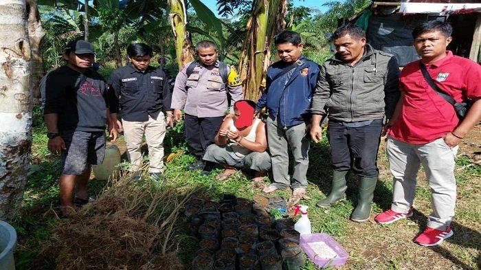 Tim kepolisian meringkus AHM yang, diduga menanam puluhan batang ganja di lahan jagung miliknya di daerah Kajai, Kecamatan Talamau, Kabupaten Pasaman, Jumat (18/2/2022).