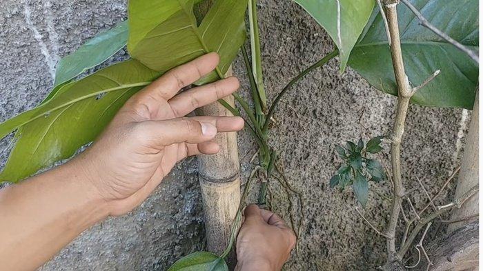 Cara potong daun untuk mempercepat pembelahan daun pada tanaman daun ekor naga