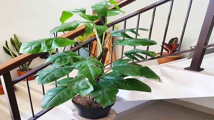 Daun Ekor Naga