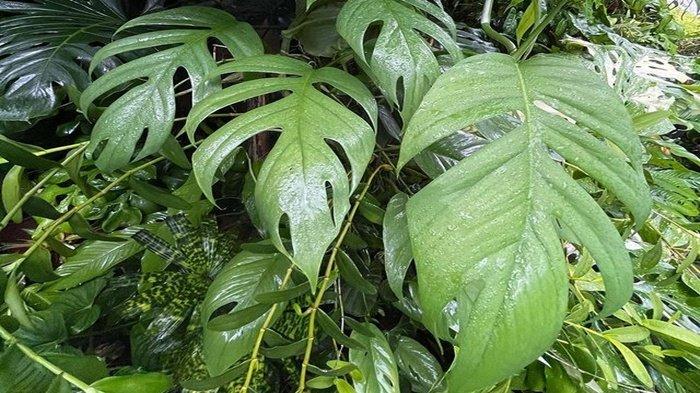 Daun ekor naga
