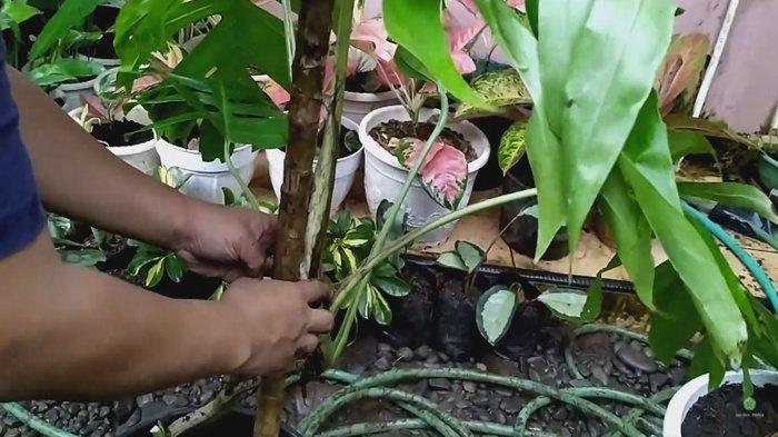 Teknik sisakan daun besar