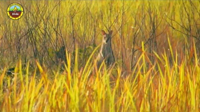 Kanguru di Savana Youram di Taman Nasional Wasur, Merauke