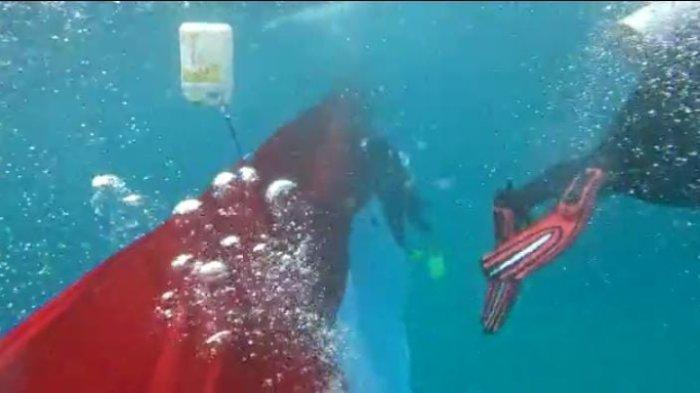 PENGIBARAN BENDERA - Bendera merah putih sepanjang 77 meter dikibarkan di dasar laut Pulau Raimuti, Arfai, Distrik Manokwari Selatan, Kabupaten Manokwari, pada Selasa (16/8/2022) kemarin.
