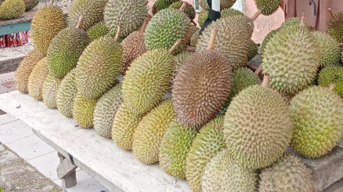 Durian lokal Pasangkayu, yang ada di depan Lapangan Merdeka Pasangkayu, Jl Andi Depu, Kelurahan Pasangkayu, Senin (11/7/2022).
