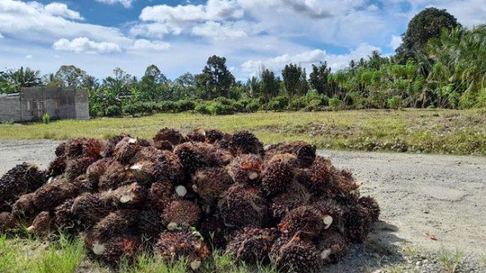Kelapa sawit di Desa Kalonding, Kecamatan Sampaga, Kabupaten Mamuju, Sulawesi Barat, Rabu (11/5/2022).