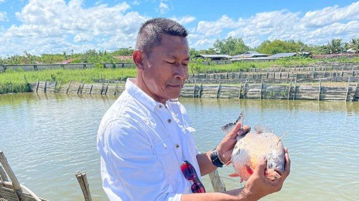 Untung Sangaji tak hanya budidaya bandeng, dia juga memelihara ikan bawal yang bernilai ekonomis di Merauke, Papua Selatan.