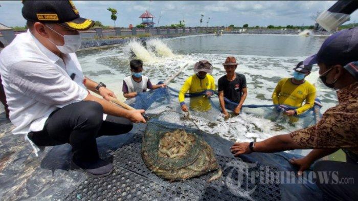 Bupati Tangerang A Zaki Iskandar memanen udang di Desa Ketapang, Mauk, awal 2022.