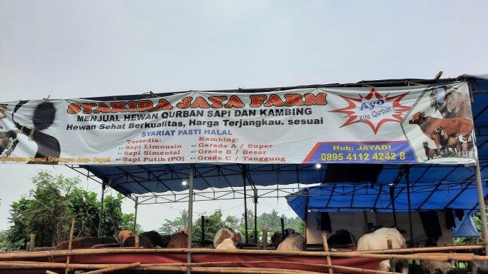 Jelang Idul Adha, penjual hewan kurban semakin marak