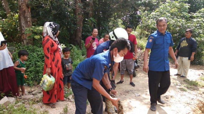 Evakuasi ular piton empat meter di Kampung Jawa Bintan 1