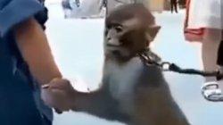 Momen Monyet Ekor Panjang Pegang Gelang Anak Kecil & Kalung yang Melingkar di Lehernya Bikin Nyesek