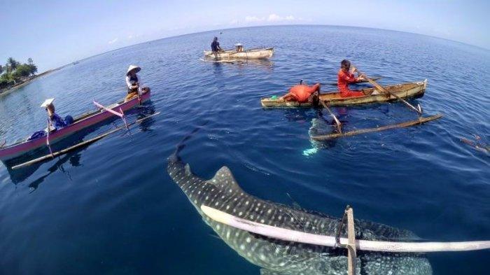 Hiu Paus Gorontalo di Desa Botubarani, Bone Bolango, Gorontalo/Poppy Nusi.