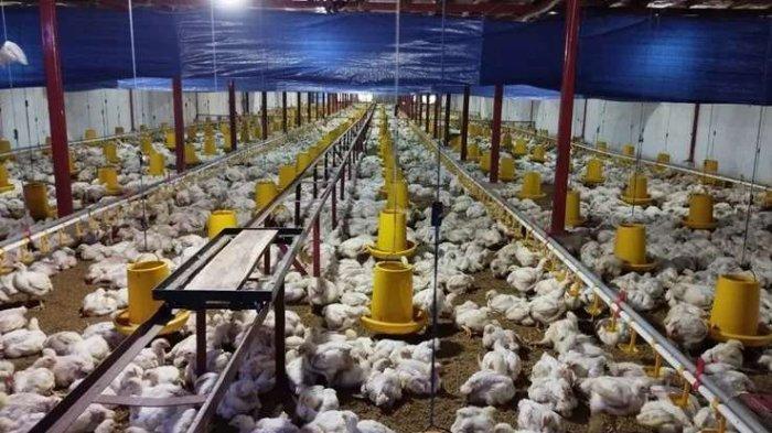 Forum Grup Diskusi Hilirisasi Perangkat Cerdas Multi Sensor Smart Poultry Kandang Ayam Close House B